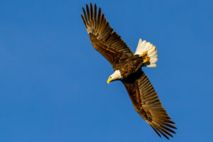 High shutter speed image of bird in flight