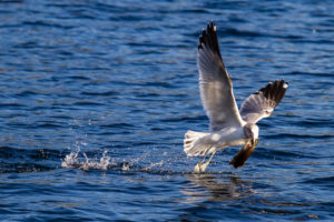 High shutter speed image of bird in flight